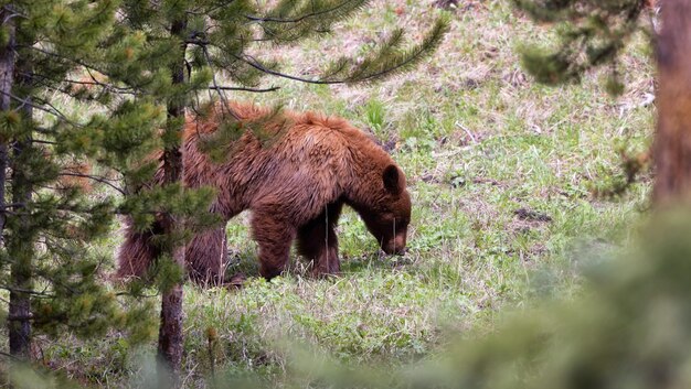 Urso pardo no parque nacional de yellowstone da paisagem americana da floresta