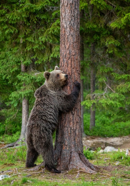 Urso-pardo parado perto de uma árvore em poses engraçadas no contexto da floresta