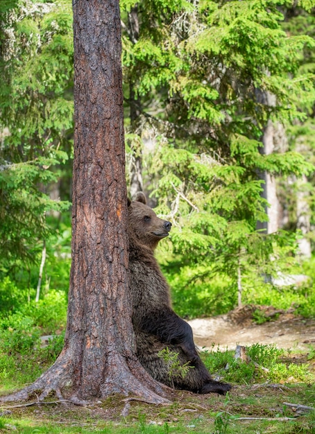 Urso-pardo parado perto de uma árvore em poses engraçadas no contexto da floresta