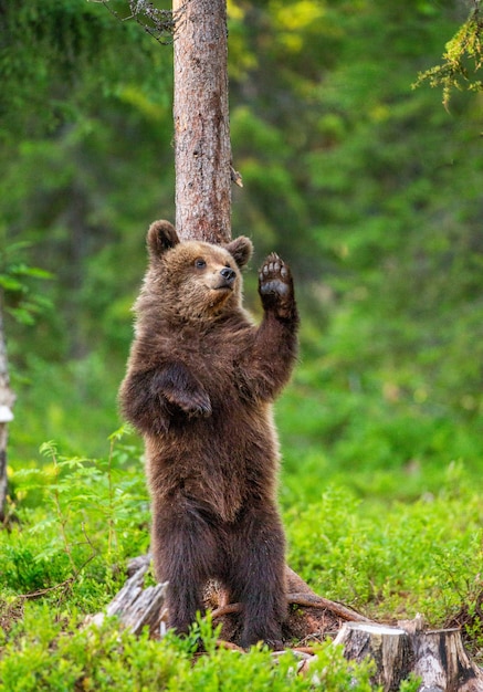 Urso-pardo parado perto de uma árvore em poses engraçadas no contexto da floresta