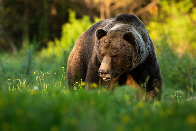 Urso pardo se aproximando na grama verde no verão