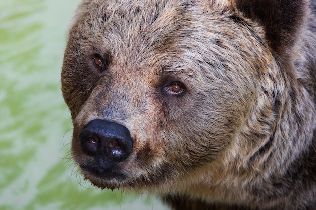 urso pardo selvagem