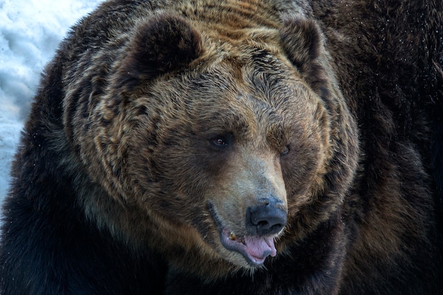 Urso pardo sentado na neve branca