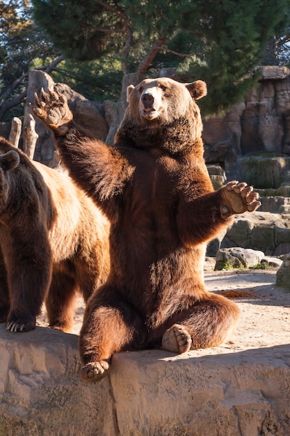 Urso pardo, sentando, ligado, um, rocha