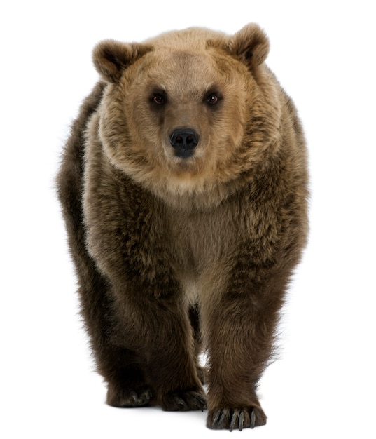 Urso pardo siberiano