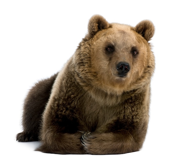 Urso pardo siberiano