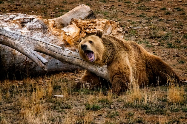 Urso pardo sonolento ofegando em um galho de árvore