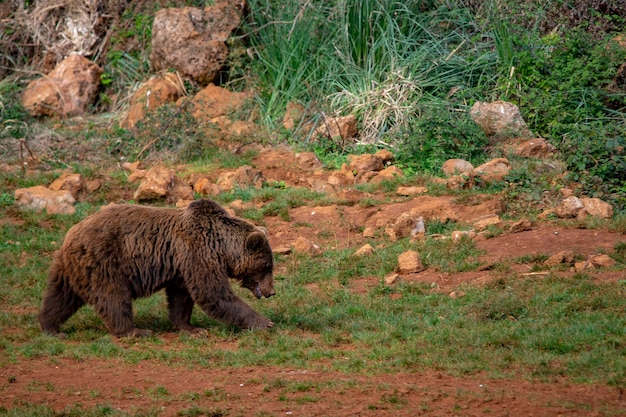 Foto urso-pardo ursus arctos arctos é uma subespécie do urso-pardo típico da europa.