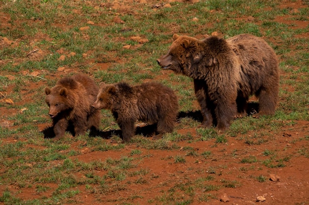 Urso-pardo Ursus arctos arctos É uma subespécie do urso-pardo típico da Europa.