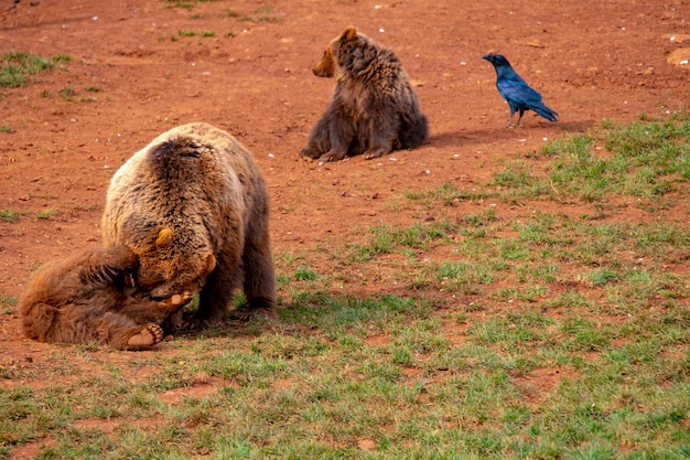 Urso-pardo Ursus arctos arctos É uma subespécie do urso-pardo típico da Europa.