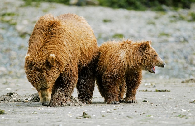 Foto urso pardo ursus arctos fêmea com filhote forrageando katmai np alasca