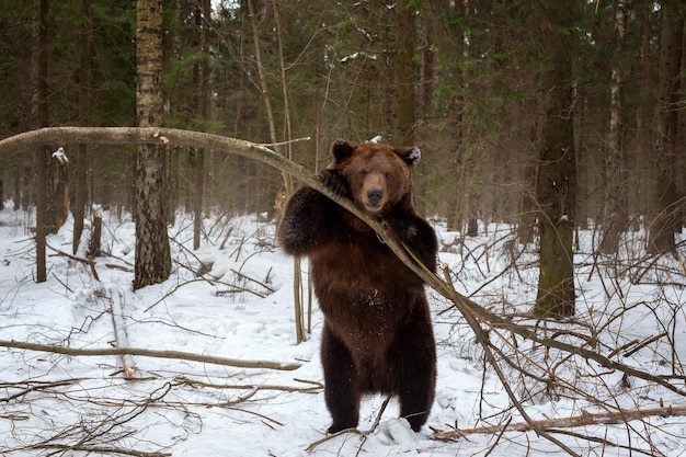 Urso pardo Ursus Arctos na floresta no inverno