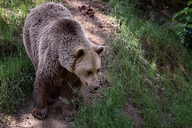 Urso pardo Ursus arctos na floresta