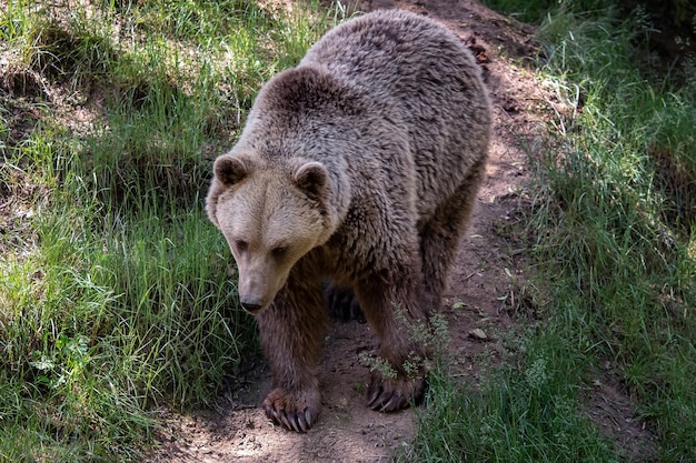 Urso pardo Ursus arctos na floresta