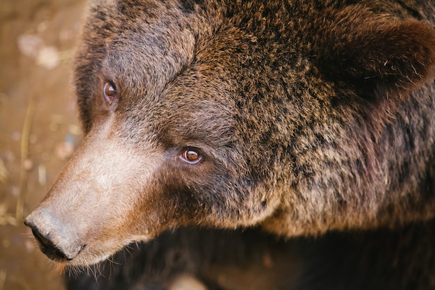 Urso pardo