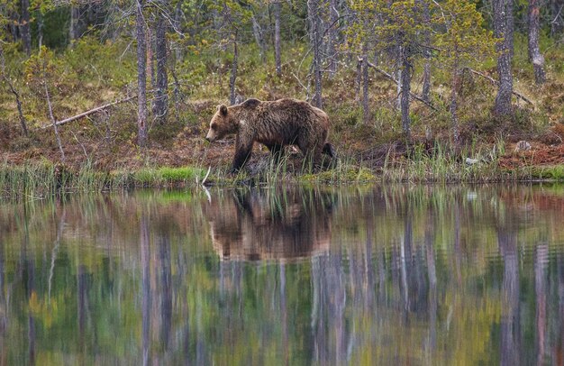 Urso perto de um lago de floresta com reflexo em um fundo de floresta bonita