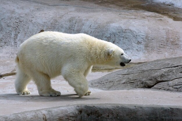 Urso polar adulto na água