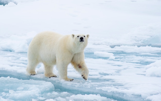 Urso polar andando no gelo no Ártico.