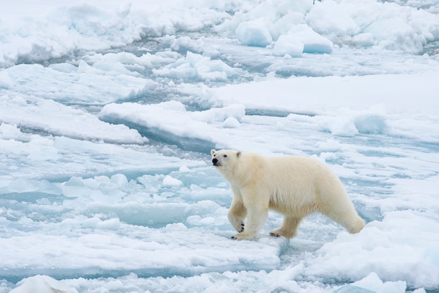 Urso polar andando no gelo no Ártico.