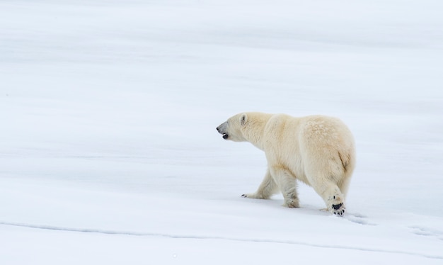 Urso polar andando no gelo no Ártico.