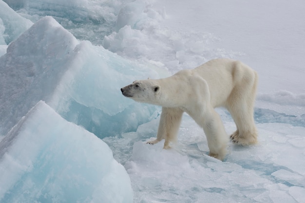 Urso polar andando no gelo.