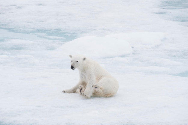 Urso polar caminhando no gelo