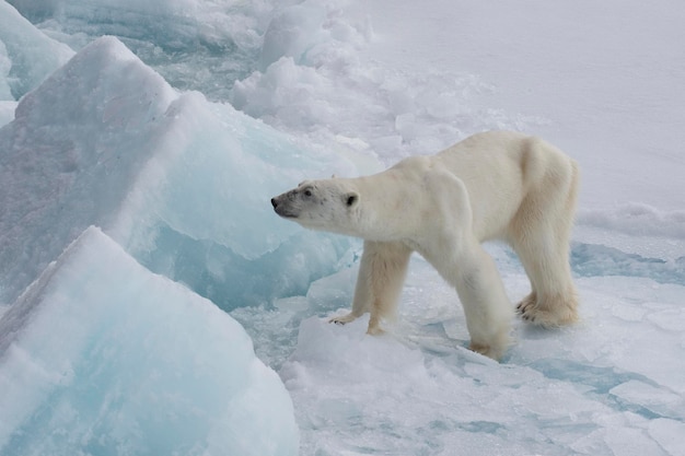 Urso polar caminhando no gelo