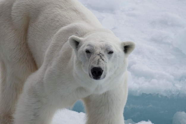 Urso polar caminhando no gelo