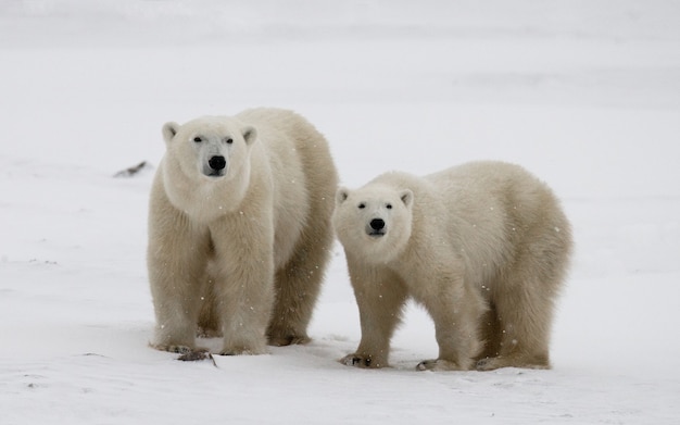 Urso polar com filhotes na tundra. Canadá.