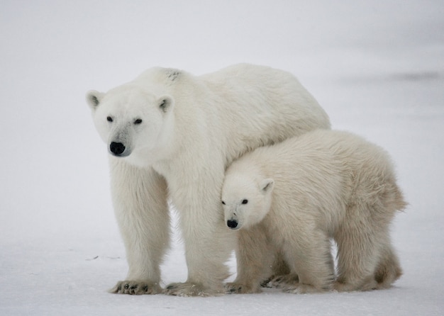 Urso polar com filhotes na tundra. Canadá.