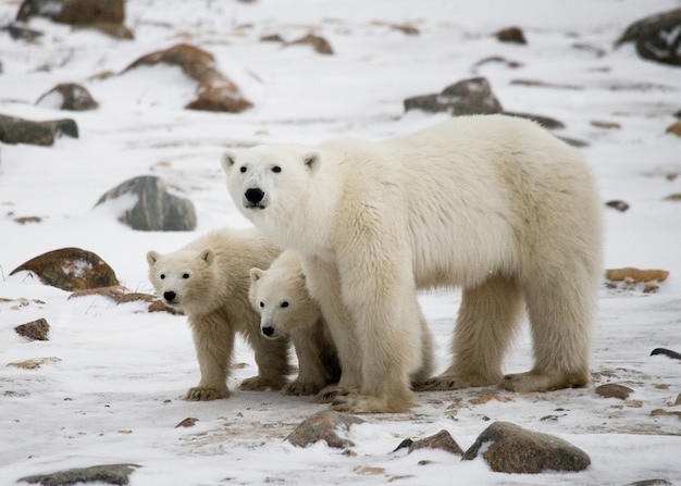 Urso polar com filhotes na tundra. Canadá.