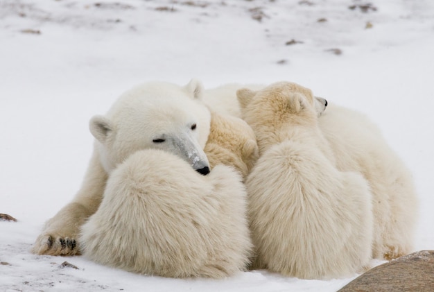 Urso polar com filhotes na tundra. Canadá.