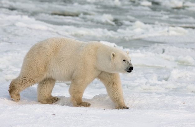 Urso polar na tundra. neve. canadá.