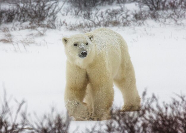 Urso polar na tundra. Neve. Canadá.