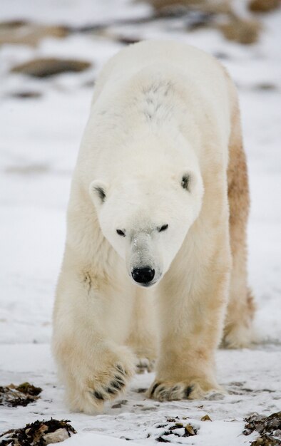 Foto urso polar na tundra. neve. canadá.