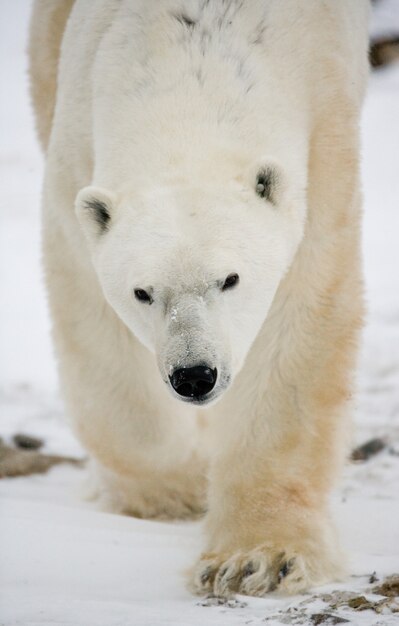 Urso polar na tundra. Neve. Canadá.