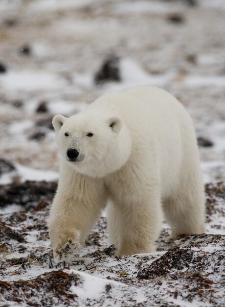 Urso polar na tundra. Neve. Canadá.