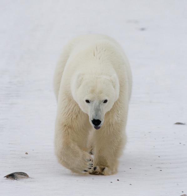Urso polar na tundra. Neve. Canadá.
