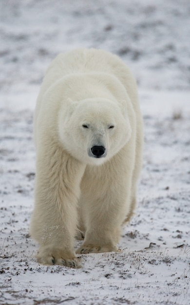 Urso polar na tundra. neve. canadá.