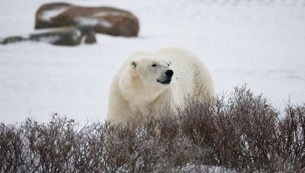 Urso polar na tundra. Neve. Canadá.