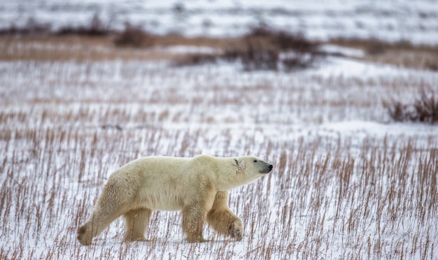 Urso polar na tundra. Neve. Canadá.