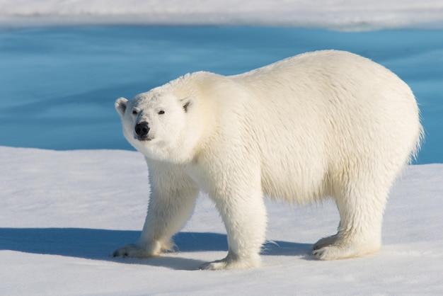 Urso polar no gelo