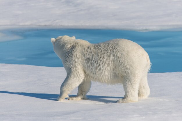 Urso polar no gelo