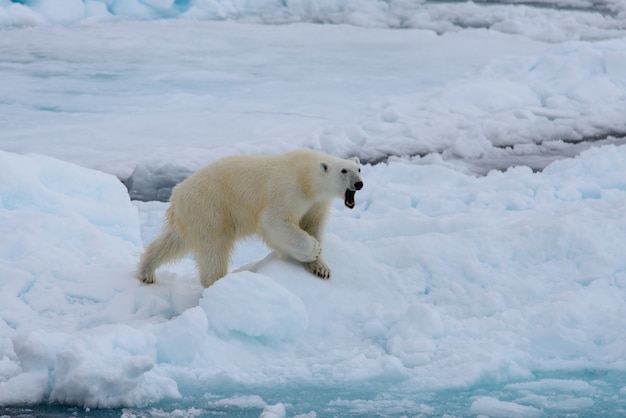 Urso polar no gelo