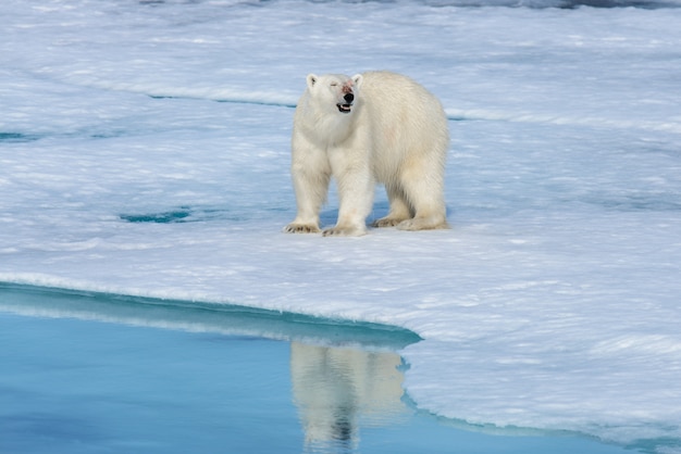 Urso polar no gelo