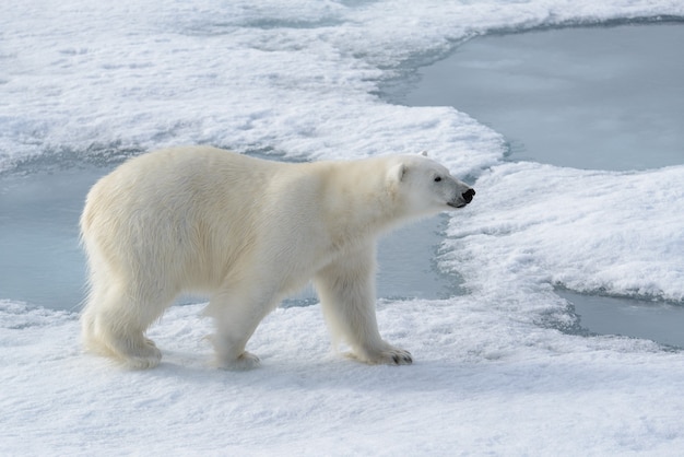 Urso polar selvagem em bloco de gelo no ártico