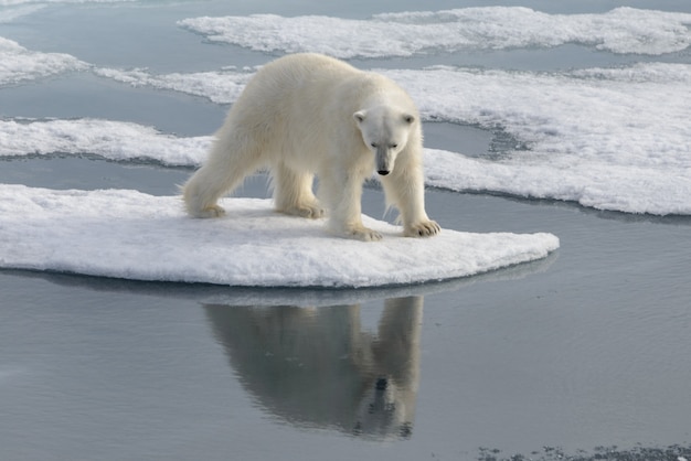 Urso polar selvagem em bloco de gelo no ártico