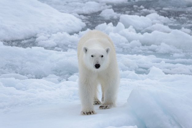 Urso polar selvagem em bloco de gelo no mar ártico