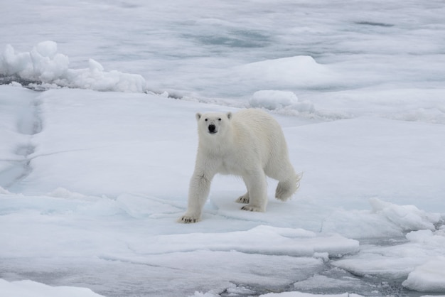 Urso polar selvagem em bloco de gelo no mar ártico