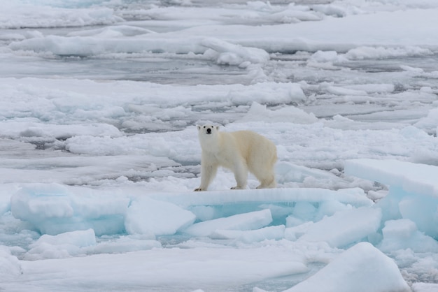 Urso polar selvagem em bloco de gelo no mar Ártico